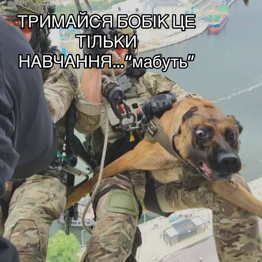 #пес #навчання #армия 