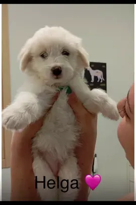 #cutedog #dogmom #petlover #dogsarefamily#fyp ✨ „Loading… Waiting for Helga 🐾💖“ ✨