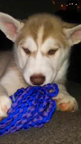 #husky #dog #mybaby #Love #fyp #viral #trending #luna #huskylife 