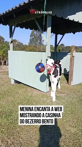 🐮✨ O bezerro Bento ganhou um cantinho só dele. O espaço foi construído pelo pai da pequena Manuella. Orgulhosa, ela mostra a casinha pronta e fez questão de destacar a bola do Homem-Aranha pendurada na entrada, na esperança de que o novo morador se interessasse pelo brinquedo. “Por enquanto ele não ligou muito, mas vou esperar pra ver se depois brinca mais”, comentou. No vídeo, é nítido o carinho que a pequena tem pelo Bento: ela abraça o bezerro e declara que o ama. Manuella ainda contou quais itens de decoração pretende acrescentar na casinha: algumas flores e uma plaquinha de identificação. Por fim, pediu sugestões dos seguidores sobre a decoração e perguntou o que eles acharam do cantinho do Bento. 🌸✨ 📲 E aí, o que você acha que não pode faltar na casinha do Bento? #TikTokNotícias 📹 Manuellavalaszki (ig) | myhoodbr