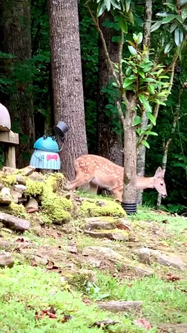I think they’re orphans…not seen mom in 3 weeks. #deer #orphan 
