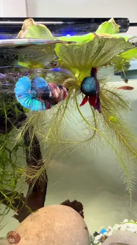Bluey and galaxy playing with each other #betta #koi #japanese #dragon #ada 