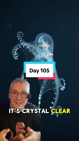 Day 105 - The glass octopus (Vitreledonella richardi) is a rare, nearly transparent deep-sea cephalopod found in tropical and subtropical oceans. Its gelatinous body renders it almost invisible in the water, with only its eyes, digestive tract, and optic nerves visible. Measuring up to 45 cm (18 inches) long, it uses transparency as camouflage in the dim ocean depths. Unlike other octopuses, it has elongated arms with few suckers and minimal pigmentation. Little is known about its behavior due to its elusive nature, but its ghostly appearance and deep-sea habitat make it one of the ocean’s most mysterious and captivating creatures. #glassoctopus 