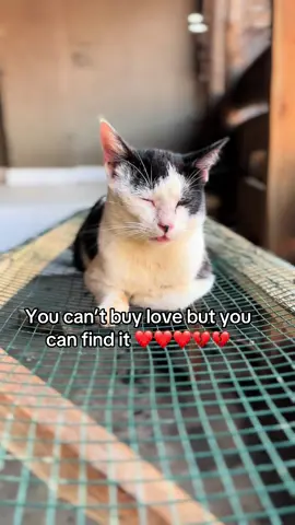 Link in boi please 🙏 any 1$ helps and will support our shelter work #donate #straycats 