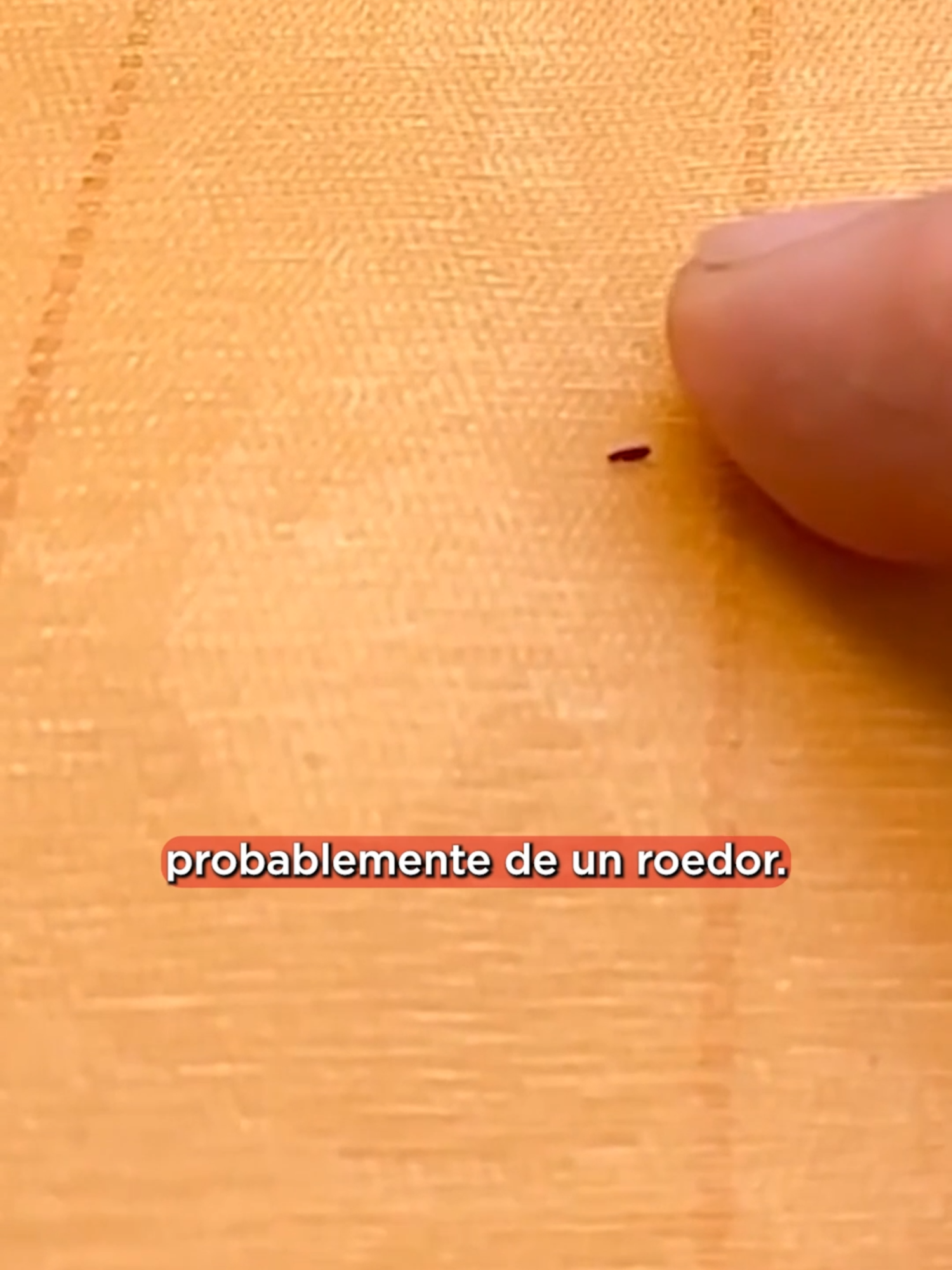 Peste bubónica en California: hombre contagiado tras acampar en El Dorado 🏕️. Aunque rara, la enfermedad tiene tratamiento si se detecta a tiempo. ¿Te atreverías a acampar?  @soy_camel #PesteBubónica #California #Salud #adn40 #NoticiasViral #RiesgoSalud