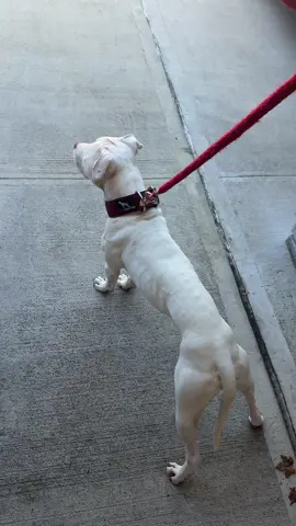 Built for function #apbt #pitbull #americanpitbullterrier #pitbulldogs #dogsofnyc 