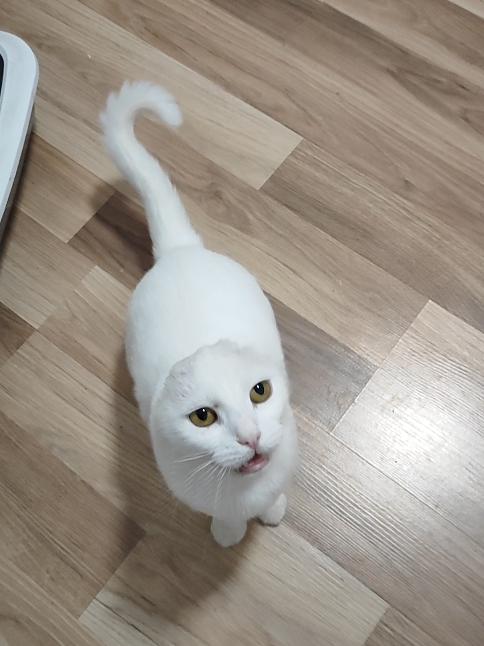How Pixie greets me #catwithoutears #catgreeting #meow