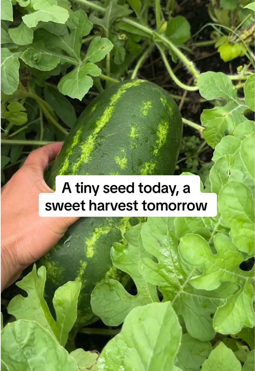 Growth takes time, but the reward is always worth it 🍉