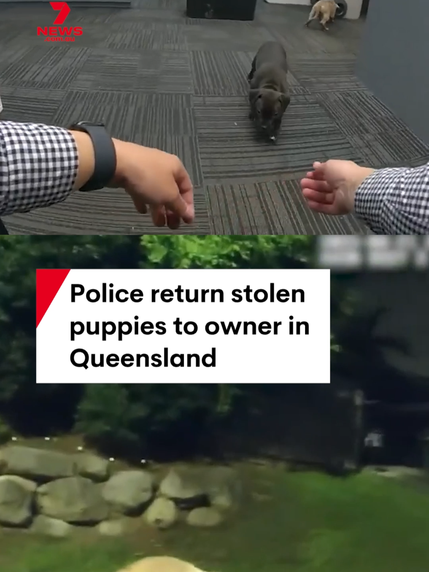 The owner of two puppies has been reunited with her missing dogs by Queensland Police. The dogs were allegedly stolen on August 11, and recovered from an address in Logan Central on August 20 police said. A 29-year-old woman was charged. The four-week-old Staffy-cross puppies were reunited with their owner on August 21, according to police. #puppies #dogs #reunited #puppy #logan
