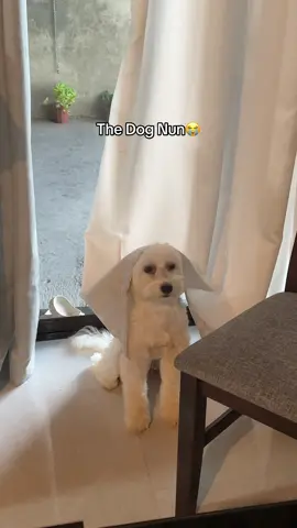 she did that to herself😭😂 #dogsoftiktok #dogtok #PetsOfTikTok 
