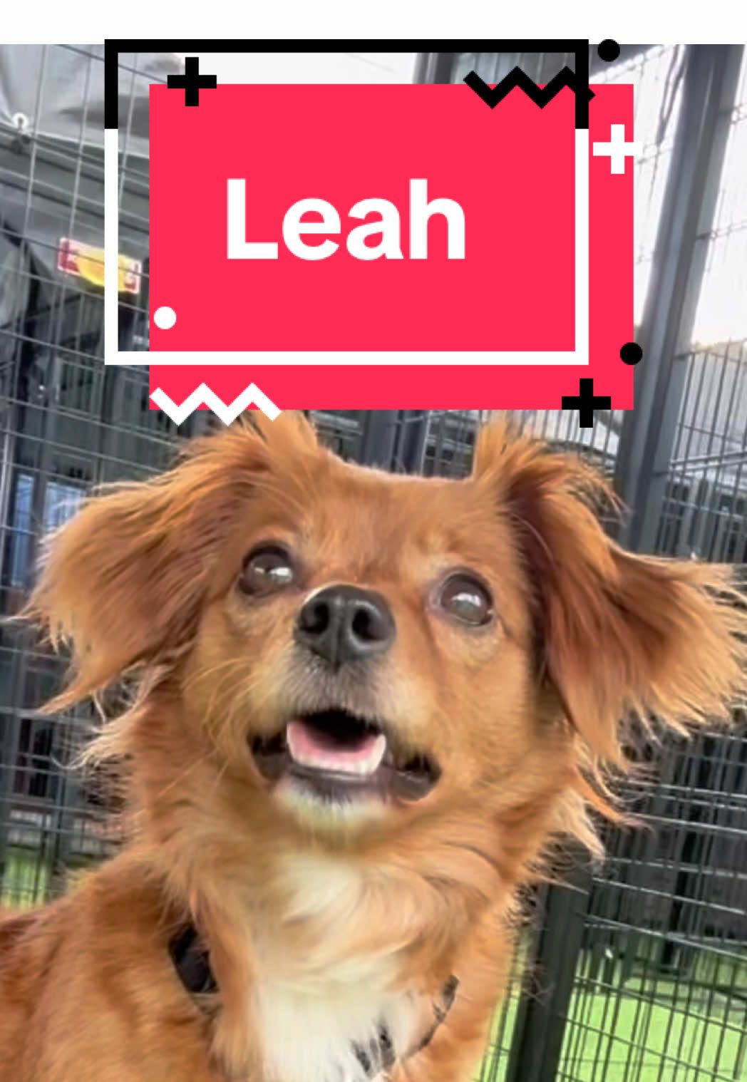 🌴 TAMPA, FL- Sweet Leah & her daughter, Tater (not pictured- but they’re twins!!) are looking for a foster home together! 💚 #adoptme #rescue #animalrescue #cute #puppy 