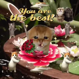 you are the best 😸 #sillycat #viralcat #catlover #sillycatsoftiktok #catsoftiktok 