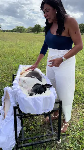 O pequeno Roque, fiel companheiro de Adriana Sturaro e Juliana Sturaro, partiu deixando atrás de si pegadas de amor, lealdade e lembranças que jamais se apagarão. 🌹 Os animais têm uma forma única de nos ensinar sobre amor incondicional. Roque viveu cada instante ao lado de quem o amava com a pureza e a entrega que só um coração de cachorro é capaz de ter. Na despedida, lágrimas se misturam com gratidão. Porque, mesmo sendo difícil dizer adeus, fica a certeza de que todo esse amor não se acaba; ele se transforma em memória, em saudade bonita, em presença eterna no coração. ❤️ Na Bahia Plano, acreditamos que cada vida, por menor que pareça, carrega uma grandeza imensa. E hoje homenageamos Roque, com respeito, carinho e a dignidade que ele merece. 🌿 Porque o amor nunca morre. Ele apenas encontra novos caminhos.