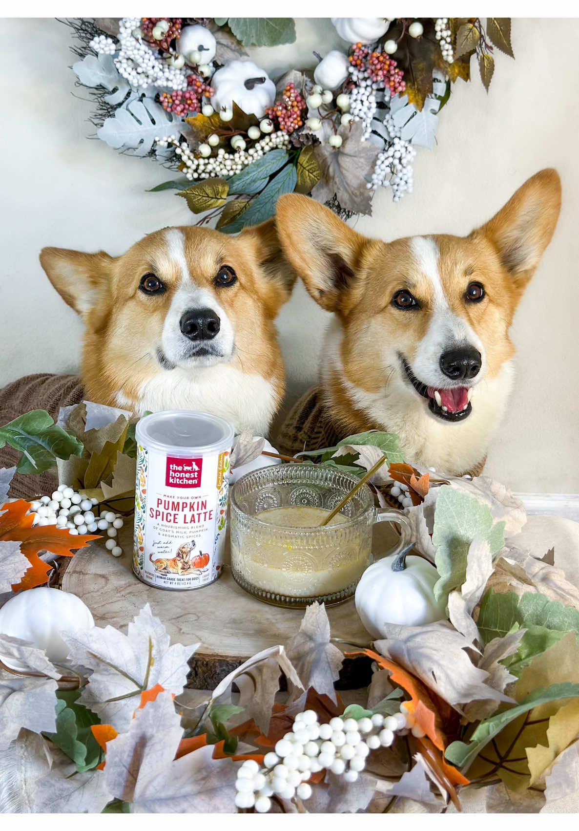 Falling for PSL season! 🧡🍂🍁🐶 Celebrate the fall season with @The Honest Kitchen Pumpkin Spice Latte! Use discount code CAPTAINANDTONY for 20% off your first purchase!  #honestPSL #honestkitchen #PSLfordogs #captainandtony #pumpkinseason 
