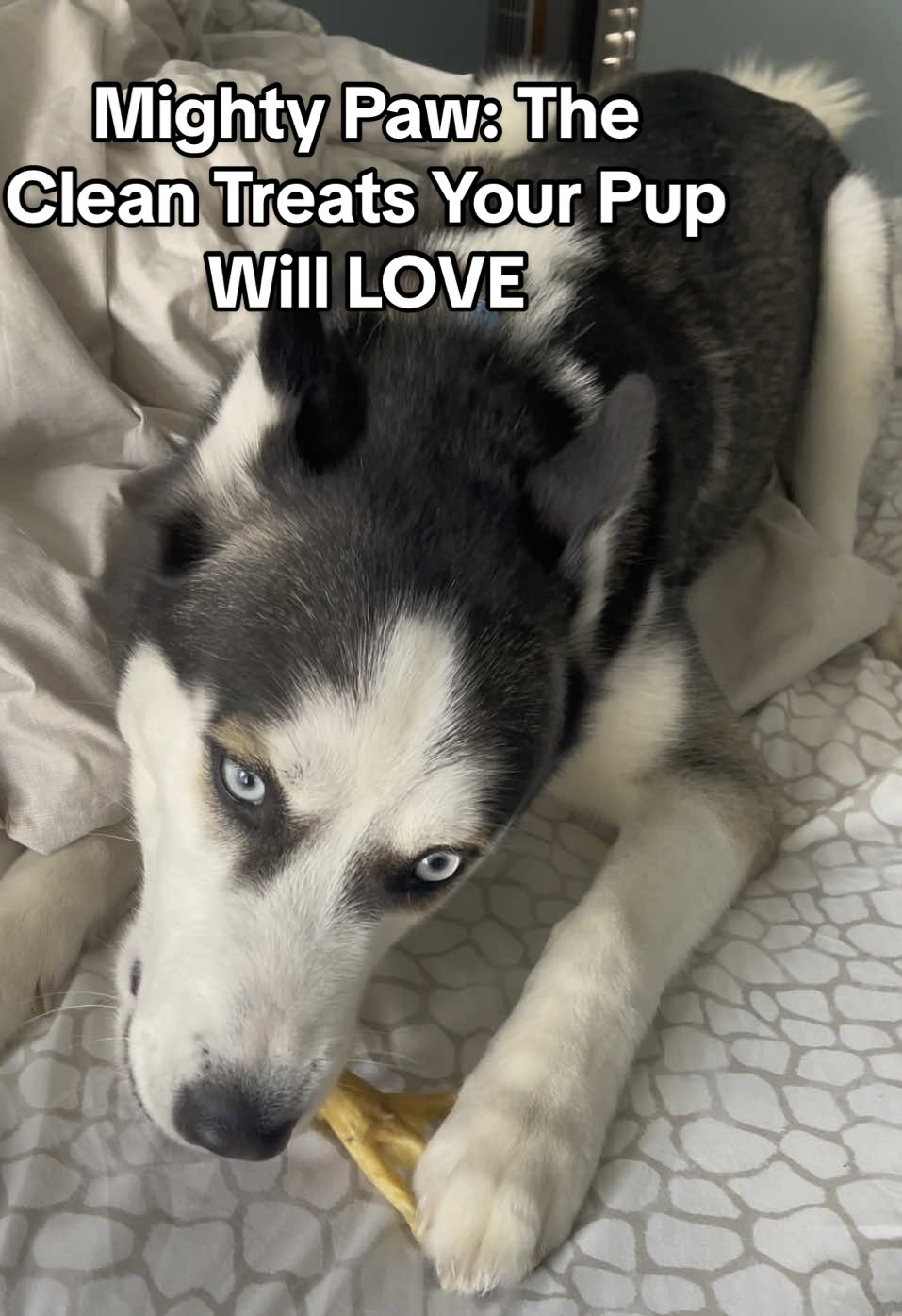 Sitka got a package! 📦  These are the Chicken Feet Treats from @Mighty Paw  Are these treats Sitka approved?!  IT SURE LOOKS LIKE IT!  Why pay $2-3 dollars a foot for tough product that your dog won’t like?  You can get this massive bag for an affordable price and if your dog is anything like mine, he’s going to thank you!  #MightyPaw #DogTreats #Husky 