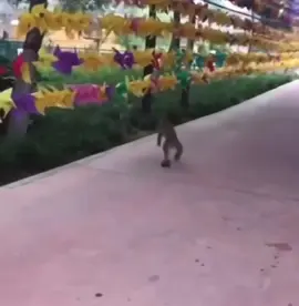 #patinar #mono #monito #humor 