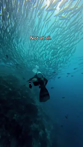They said there’s plenty of fish in the sea but I searched the whole ocean and none were like her 💔😔 #scubadiving #sealife #ocean #travel #traveltiktok 