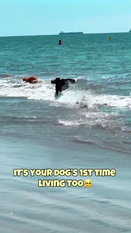 the water is his happy place