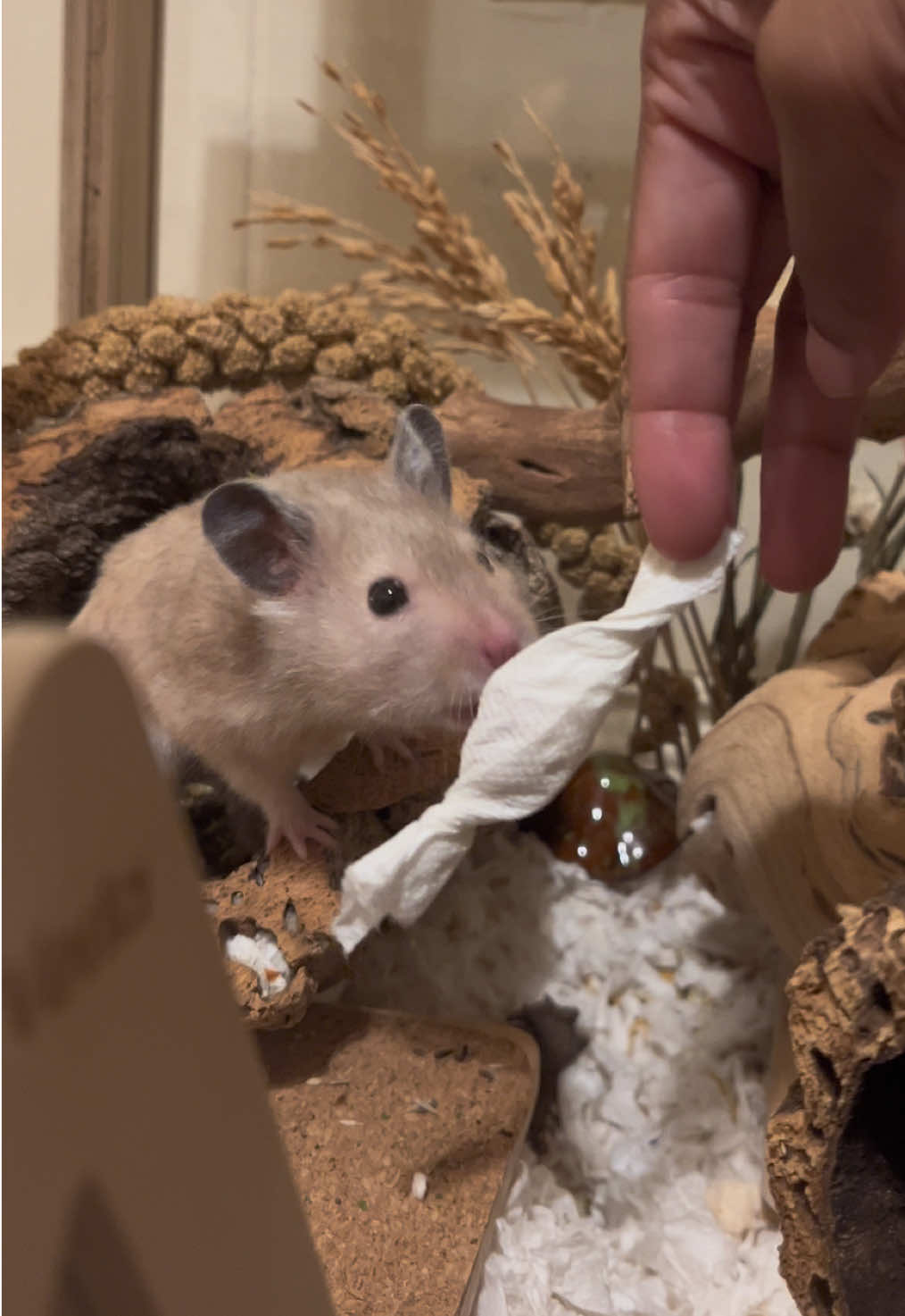Draft :/ #fypシ #hamster 