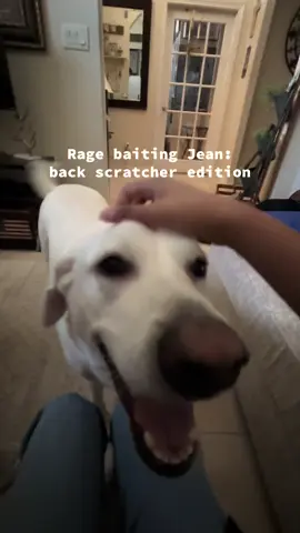 she’s likes to rage #dogsoftiktok #fyp #fypシ゚viral #dogtok 