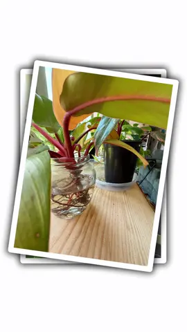 Day in the Life of a Llant girl #plantsoftiktok #fyp #PlantTok #aesthetic 