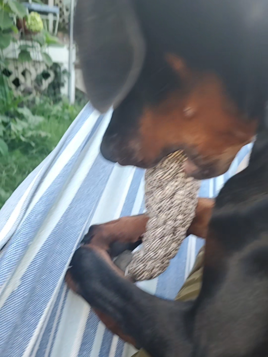 Sometimes, I swear he can hear! #funnydog #deafdogsoftiktok #dogsoftiktok #dobermanpuppy 