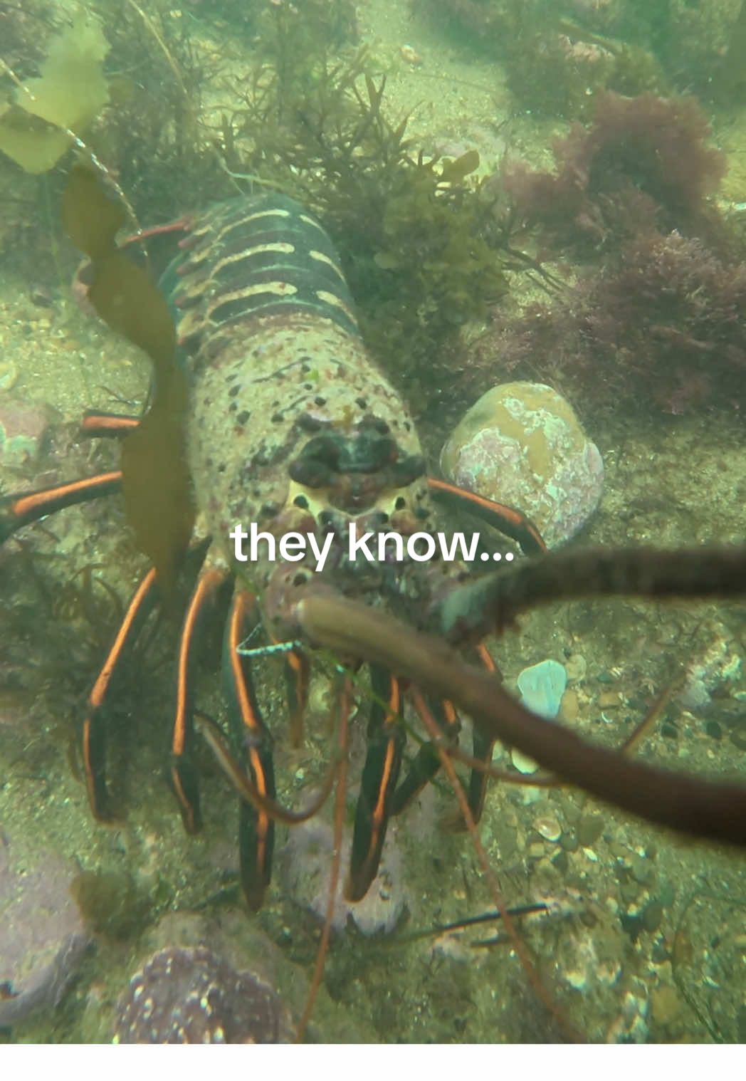 I’m telling you… they know! #spearfishing #diving #lobsterdiving #spearo #fishing 