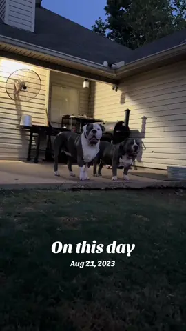 #onthisday #viral #foryou #xlbullies #bayoubullykennels 