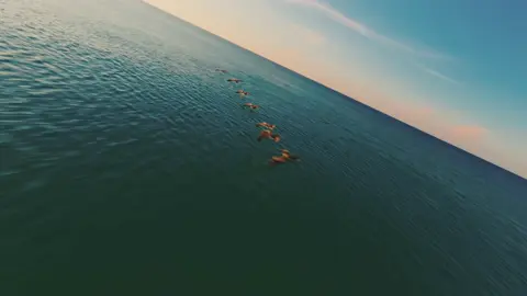 POV: You fly your drone next to birds on the beach #florida #beach #drones #fpvlife #videographer @Jack Stradinger 
