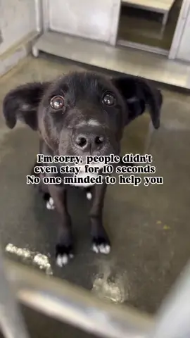 Update: Rescued  🚨 SUNNY IS SCHEDULED FOR EUTHANASIA TODAY  DEVORE SHELTER. 🚨 HAIL MARY!! Since when do shelters feel it’s okay to euthanize scared puppies? This is absolutely absurd. She has been available since June 16th. That’s only three days and I’m certain nobody has tried working with her. After five minutes I have her taking treats out of my hand. She dies,  please share!  #instagram #uk #usa #canada🇨🇦 #california        ways to donate 😭 PayPal link is in the bio  please donate anything you can   