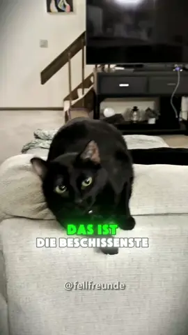 #tiereauftiktok #tiere #blackcat #cat 