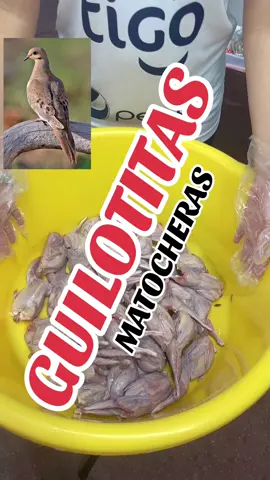 #guilotitas #wilotas #wilotas #carnesexoticasymas #favoritahouston 
