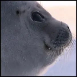 #seal #sealover #seallove #sillyseal  #seals 