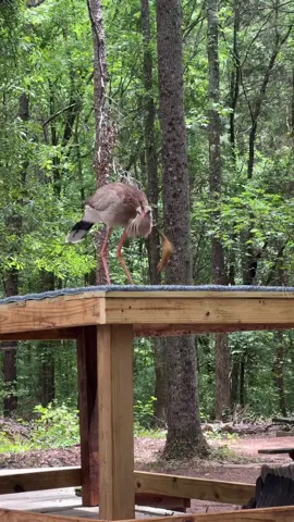 What does Bash do when he finds a lizard? He BASHES it on the ground! 🦎 Red-legged Seriamas, like Sebastian (AKA Bash), will slam larger prey on the ground to break up the bones and make it easier to swallow.  Have you seen Bash in a Bird Show this summer? This is our LAST week of Bird Shows featuring four amazing avain ambassadors. Stop by to see Bash in in action! #RedLeggedSeriema #Lizard #CarolinaRaptorCenter 