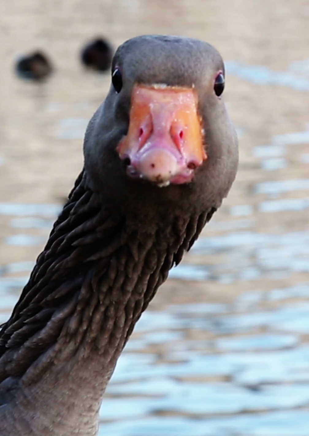 Mirror mirror on the wall, who's the silliest of them all? #BirdTok #Goose #Funny #Wetlands [Video description: a greylag goose leaning into the frame from the side, looking towards the camera]
