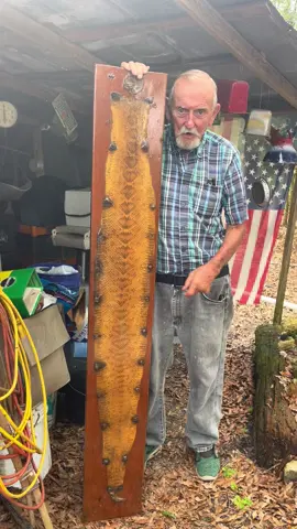 Dad’s diamond back rattlesnake he “preserved” a couple years ago 👀#dad #dadhumor #rattlsnake