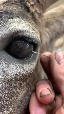 😱😱 Fatos sobre Animais Que Vão Te Deixar Sem Palavras | Parte 7 #curiosidades #fatoscuriosos #animais #fauna