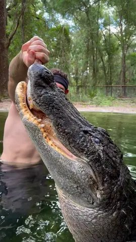 That CRUNCH!!! Big Mac snapping a turkey leg! This was one year ago and Big Mac’s first viral video!! Look at that jaw muscle flex!! 💪  ~~~Our rescue gators are wild caught nuisance gators that would’ve otherwise been destroyed. The state of Florida destroys 8,000 “nuisance” gators annually, but we don’t have a nuisance gators problem but rather a nuisance HUMAN problem. 1k people a day move to FL, unsustainably developing the land, and a lot of ignorant people making a nuisance out of themselves. NEVER feed a wild gator, never have kids or pets near the water, and never swim in gator habitat! And of course, never attempt anything you see in my videos! Remember guys, we support our sanctuary through social media, so if you’d like to help the animals (for free), please like, leave a positive comment, and share!! We greatly appreciate it and so do the animals!  If you would like to donate to the care of the sanctuary animals, we greatly appreciate any support!! You can make a tax deductible donations directly through our website bellowingacres.org  @bellowingacres  #educational  #Animals #reptile     #Gator #Alligator        CG 