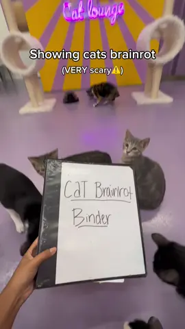 Y’all think they know something? 🤔 All these cats are available for adoption at our cat lounge in Austin, Tx 🐾 (they’re rescues!) #cats #brainrot showing cats brainrot, brainrot binder 