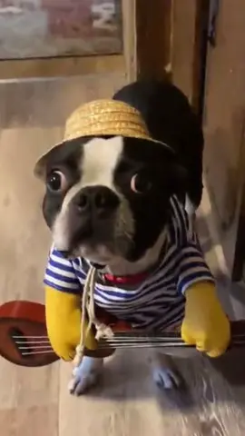 Looking for trouble?#cutepet #sillypetsoftiktok #trouble 