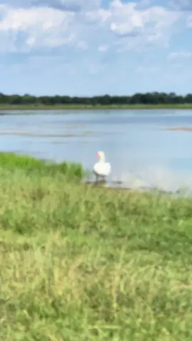 #swan #waterfowl #countrylife #lake #fyp 