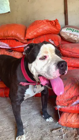 #pitbull