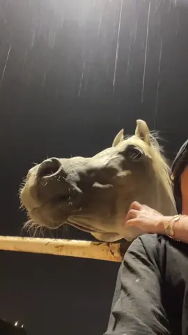 ماشاء الله تبارك الله🤍 #اصيل_العز #اذكروا_الله #fypシ #explore #خيل_وخياله🐎 
