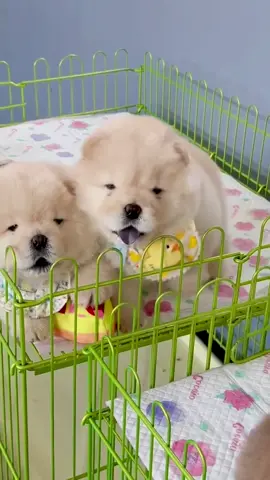 Chow Chow🐶🐾🍼 …………………………………………………………………………………………………………………………… #chowchow #chowchowdog #chowchowpuppy #chowchowlife #chowchowlover #chowchows #chowchowlove #chowchowlovers #chowchowbaby #viral #viralvideo #viraltiktok #viral_video #trending #trend #trendingvideo #fyp #foryou #viral #tiktok 