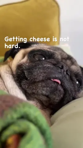 Fool Proof Formula #pugdog #pigorpug #pugsoftheday #puglife #babypug Credit: 📷📸 Melvin Gibson