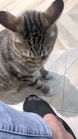 funnycats😅😅#funnycat #funnyvideos #cutecat #viral_video 