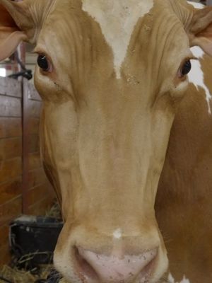 Round up the family and learn something new at The Big E! Buy Adv. Discount Tix and save up to 20%.