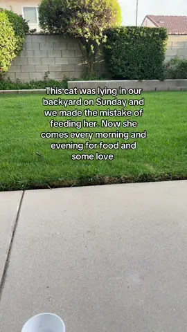 The cat distribution system showed up in my own backyard. #catdistributionsystem #straycat #graycat #cats #catsoftiktok 