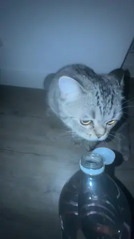 Was hat Bro gesucht ? 
