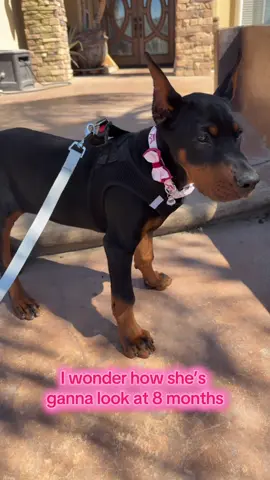 I am NOT ok 😩 #MyFurBaby #Dobie #NotAPuppyNoMore😭 #FYP #Viral 
